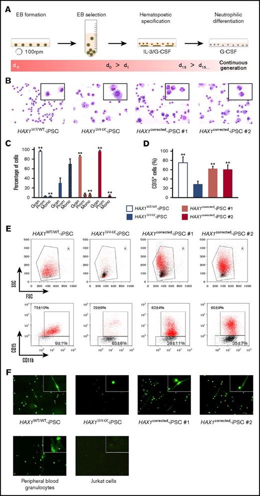 Figure 3. Neutrophilic in vitro differentiation showed recapitulation of Kostmann phenotype and rescue upon genetic correction. (A) Schematic overview of the hematopoietic in vitro differentiation protocol. Spin-EBs were generated, selected, and transferred into plates for adhesion. Attached EBs formed myeloid cell–forming complexes that released progenitors as suspension cells into the medium. After hematopoietic specification, step suspension cells were collected and applied to neutrophilic differentiation. IL-3, interleukin-3. (B-C) After neutrophilic differentiation, morphology was assessed by (B) May-Grünwald Giemsa staining of cytospins. Original magnification ×200 (insets, ×400). (C) Percentages of neutrophilic granulocytes (Gran), promyelocytes (Prom) and monocytes (Mono) are presented as mean ± standard deviation (SD) of n = 10 independent experiments. (D) Percentage (mean ± SD) of CD15+ (neutrophilic marker) HAX1WT/WT, HAX1W44X, and HAX1corrected cells after neutrophilic differentiation as assessed by flow cytometry (n = 4). (E) Representative fluorescence-activated cell sorted plots and gating strategy are shown. The values indicate mean ± SD of n = 4 experiments. (F) DNA staining after PMA stimulation showed NET formation in peripheral blood granulocytes, HAX1WT/WT and HAX1corrected-iPSC–derived cells. Original magnification ×100 (insets, ×400); SYTOX Green stain. (C-D) **P < .01 when compared with HAX1W44X-iPSCs.