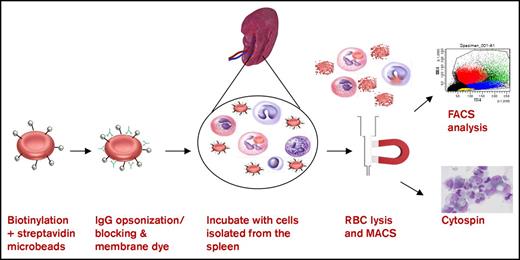 Figure 1. Magnetic sorting of RBC-phagocytosing cells from the human spleen. The following assay was used to investigate erythrophagocytosis by cells of the human spleen in vitro. RBCs were biotinylated and coupled to magnetic beads. RBCs were opsonized and stained with the membrane dye DiD. Cells of the spleen were isolated and incubated with the RBCs for 1 hour. RBCs were lysed and the remaining spleen cells were put over a MACS column. Cells elutriated from the column were analyzed by flow cytometry and cytospin (original magnification ×50; May-Grünwald Giemsa stain).