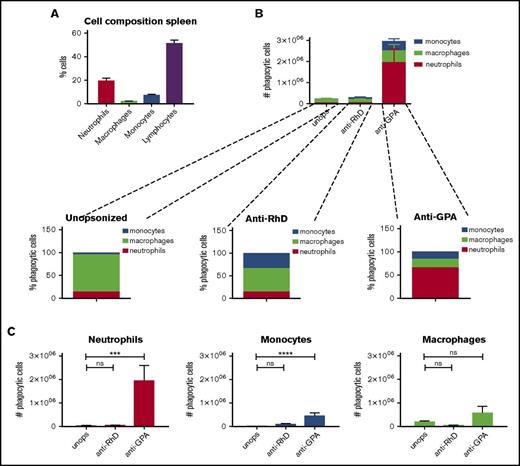 Figure 2. IgG opsonization of RBCs induces phagocytosis by neutrophils and monocytes. (A) Percentages of cell types in the spleen (n = 9). (B) RBCs were unopsonized (unops), anti-RhD-opsonized, or anti-GPA-opsonized. Splenocytes and RBCs were incubated for an hour and the phagocytic fraction was obtained using MACS. The absolute numbers of phagocytes are shown. Anti-GPA opsonization causes a drastic increase of phagocytosis. (C) The absolute number of splenocytes that take up RBCs per cell type. Neutrophils are the primary phagocytes in case of anti-GPA opsonization (n = 5-12). ns, nonsignificant difference.