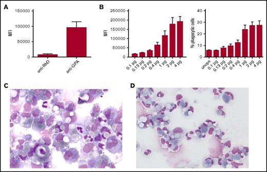 Figure 3. Erythrophagocytosis by neutrophils is strongly dependent on the degree of opsonization of the RBCs. (A) Anti-GPA shows a much higher mean fluorescence intensity (MFI) compared with anti-D after secondary antibody staining (n = 3). (B) Phagocytosis by neutrophils depends on the degree of opsonization; extent of phagocytosis explained as MFI of anti-GPA-opsonized RBCs (left) or the percentage of phagocytic neutrophils (right) (n = 10). Error bars denote the standard error of the mean. (C-D) Cytospins of the phagocytic fraction using (C) anti-RhD-opsonized RBCs (original magnification ×50; May-Grünwald Giemsa stain) and (D) anti-GPA-opsonized RBCs (original magnification ×50; May-Grünwald Giemsa stain). These images were blindly chosen and are representative for 5 different experiments.