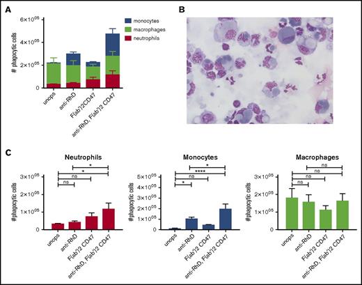 Figure 4. Erythrophagocytosis is greatly enhanced after blocking the “do not eat me” signal CD47 on the opsonized RBCs in vitro. (A) CD47-SIRPα interaction was blocked on unopsonized and IgG-coated RBCs with F(ab′)2 CD47. Splenocytes and RBCs were incubated for an hour and the phagocytic fraction was obtained using MACS. Absolute amounts of phagocytic cells are shown (n = 7-10). (B) Cytospins of the phagocytic fraction using anti-D-opsonized RBCs with CD47 blocking. These images where blindly chosen and are representative for 5 different experiments (original magnification ×50; May-Grünwald Giemsa stain). (C) F(ab′)2 fragments of anti-CD47 do not significantly increase RBC phagocytosis by neutrophils. However, F(ab′)2 CD47 in combination with anti-RhD opsonization does significantly increase RBC phagocytosis (n = 7-10). Error bars denote the standard error of the mean. Asterisks represent highly significant differences (*P < .05, ****P < .0001).