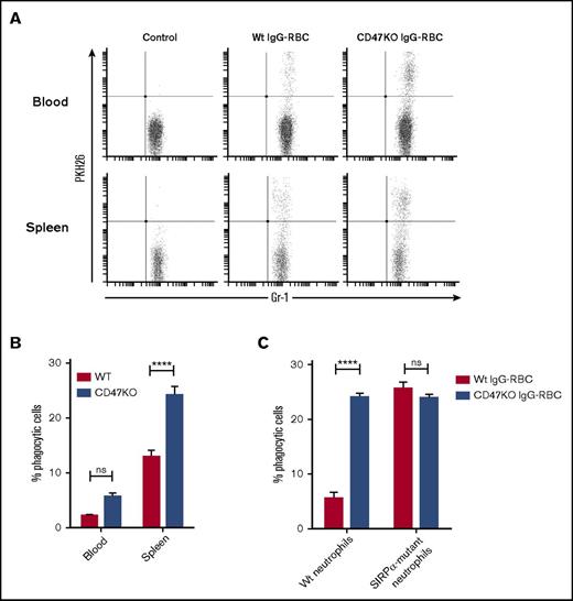 Figure 5. The CD47-SIRPα interaction regulates neutrophil phagocytosis of syngeneic RBCs in vivo. (A-B) Neutrophil uptake of IgG-opsonized Wt or CD47-deficient RBCs in vivo. PKH26-labeled IgG-opsonized RBCs were injected IV into Wt recipient mice and neutrophils in blood or spleen were analyzed for RBC uptake at 90 minutes after injection using flow cytometry (n = 4-5). (C) Phagocytosis of equally IgG-opsonized CD47 Wt or CD47-deficient (CD47KO) RBCs by Wt or SIRPα mutant bone marrow neutrophils in vitro in the presence of 1 µM fMLF. Error bars denote the standard error of the mean. Asterisks represent highly significant differences (****P < .0001).