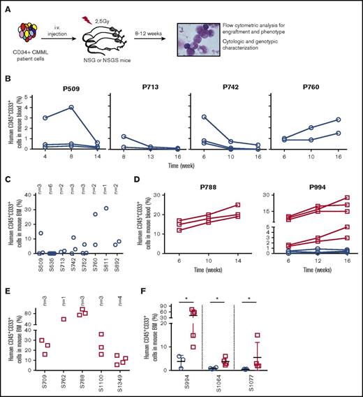 Figure 1. Engraftment of CMML CD34+ cells in NSG and NSGS mice. (A) General experimental procedure for engraftment. CD34+ cells were sorted from PB or BM samples collected from CMML patients using the MACS system (Miltenyi Biotec). One to 6 female mice, 6 to 8 weeks old, were irradiated at 2.5 Gy with a radiograph irradiator and IV injected within 24 hours with CD34+ cells suspended in 200 µL PBS. Human CD45+CD33+ cells were identified by flow cytometry in mouse blood samples collected at indicated time points postengraftment into NSG (B) or NSGS (D, left) or both (D, right) mice and in mouse BM samples taken from NSG (C) or NSGS (E) or both (F) mice when euthanized, 12 to 16 weeks after transplantation of cells from indicated samples. Each circle/square represents an individual mouse. “S” indicates the sample number. NSG mice are indicated by empty blue circles and NSGS mice by empty red squares.