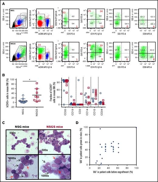 Figure 3. Multiparameter flow cytometry analysis of hCD45+ cells in the BM of engrafted mice. (A) Representative dot plot of flow cytometry analysis for immunophenotype of BM from NSG and NSGS mice xenografted from S944. The numbers listed represent the percent of human cells within gates P1 and P2 shown in left panel. (B) Percentage of human hCD45+ cells (left) within gates P1 and P2 calculated from NSG (11 patients) and NSGS (8 patients) primary mice 12 to 16 weeks posttransplantation. Each circle/square represents the mean percentage of human cells in different mice reconstituted with the same patient. Indicated fraction of cells among hCD45+ cells (right panel) in BM samples collected. No statistical differences were found in the percentages of cells expressing the different markers including CD34, CD15, and CD14 (Mann-Whitney U test). (C) Cytomorphology of human cells sorted from BM of NSG (left panels) and NSGS (right panels) recipient mouse xenografted from patient (S994). Black arrows indicate promonocytes and monoblasts; red arrows indicate myeloblasts. Original magnification ×500 (top panels) and ×1000 (bottom panels). (D) Genetic variants whose allele frequency (VAF) was measured in patient cells before and after engraftment in an NSGS mouse. Each dot represents 1 given mutation among screened genes.