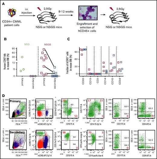 Figure 4. Secondary engraftment of CMML cells. (A) General experimental procedure for engraftment. Human cells were sorted from BM samples collected from primary mice and injected to secondary NSG or NSGS mice. (B) Comparison of secondary transplantation of NSG (green and purple circles) and NSGS (red and blue squares) mice. Multiparametric flow cytometry was used to identify the immunophenotype of human cells (C) and representative dot plots of flow cytometry of BM cells from primary and secondary recipient NSGS mice xenografted from S788 (D).