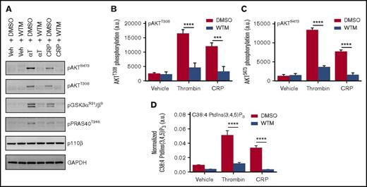 Figure 1. Human platelets show robust PtdIns(3,4,5)P3 generation and associated AKT pathway phosphorylation (p) in response to PAR and GPVI receptor activation. Washed human platelets were preincubated with dimethyl sulfoxide (DMSO) or 100 nM Wortmannin (WTM) for 10 minutes at 37°C before stimulation for 2 minutes with vehicle (Veh) (HEPES-Tyrode’s buffer), 0.2 U/mL thrombin (αT), or 5 μg/mL CRP. Each sample was divided in 2 for western blotting of class I PI3K pathway components (A-C) and parallel lipid extraction and measurement of C38:4 PtdIns(3,4,5)P3 by lipidomic MS (D). Quantified data represents the mean of 3 independent donors + standard error of the mean, with representative blotting presented for 1 of the 3 donors. PtdIns(3,4,5)P3 is normalized to C38:4 PtdIns, with each normalized to its own synthetic internal standard, as detailed in the supplemental Methods. Statistical analyses were performed by using 2-way analysis of variance with Bonferroni post-tests. ***P = .0001; ****P < .0001. GAPDH, glyceraldehyde-3-phosphate dehydrogenase.