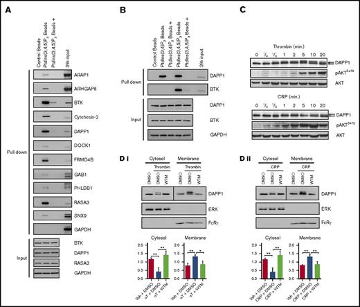 Figure 3. Validation of the proteomics screen and characterization of DAPP1 as a PtdIns(3,4,5)P3- and PtdIns(3,4)P2-binding protein. (A) Human platelet lysates were incubated with control or PtdIns(3,4,5)P3-coupled beads for 90 minutes at 4°C, with (+) or without preincubation with competing free PtdIns(3,4,5)P3, before washing, elution, and western blotting analysis for a range of proteins identified in the proteomics screen. (B) Human platelet lysates were incubated with either PtdIns(3,4)P2- or PtdIns(3,4,5)P3-coupled beads as in panel A, and eluates were subjected to western blotting for DAPP1. (C) Human platelets were stimulated with 0.2 U/mL thrombin or 5µg/mL CRP for the indicated times, and lysates were blotted as indicated. The arrows indicate the molecular weight shift observed for DAPP1. (D) Human platelets stimulated with (i) thrombin (αT, 0.2 U/mL, 5 min) or (ii) CRP (5 μg/mL, 5 min) after 10 minutes of preincubation with dimethyl sulfoxide (DMSO) or 100 nM WTM were subjected to ultracentrifuge fractionation. Cytosol and membrane fractions were blotted as indicated. Histograms represent densitometry of blots from 3 independent experiments + standard error of the mean. Statistical analyses were performed by using 2-way analysis of variance with Bonferroni post-tests. *P < .05; **P < .001. Ctl, control; GAPDH, glyceraldehyde-3-phosphate dehydrogenase.
