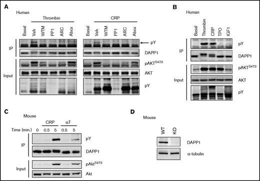 Figure 4. DAPP1 is tyrosine phosphorylated in response to human and mouse platelet activation. (A) Western blotting of DAPP1 immunoprecipitates (IP) with the 4G10 antibody after thrombin (0.2 U/mL) or CRP (5 µg/mL) stimulation of human platelets for 5 minutes, after 10 minutes of preincubation with either Veh, WTM (100 nM), PP1 (10 µM), AR-C66096 (ARC, 1 µM) or Abciximab (Abcx, 1 μg/mL). The arrow indicates the position of tyrosine phosphorylated (pY) DAPP1. Corresponding whole-cell lysates were blotted for total AKT to confirm input loading and for AKT phosphorylation and global tyrosine phosphorylation to confirm the action of the agonists and inhibitors. (B) Western blotting of DAPP1 immunoprecipitates after treatment of human platelets for 5 minutes with the platelet primers, thrombopoietin (200 ng/mL), insulin-like growth factor-1 (200 nM), or the agonists described in panel A. (C) DAPP1 immunoprecipitates from mouse platelets stimulated for 5 minutes with CRP (10 μg/mL) or thrombin (αT, 0.5 U/mL) were blotted for 4G10 (pY) and DAPP1. (D) DAPP1 expression in wild-type (WT) and DAPP1−/− (KO) mouse platelets. Results are representative of at least 3 independent experiments.