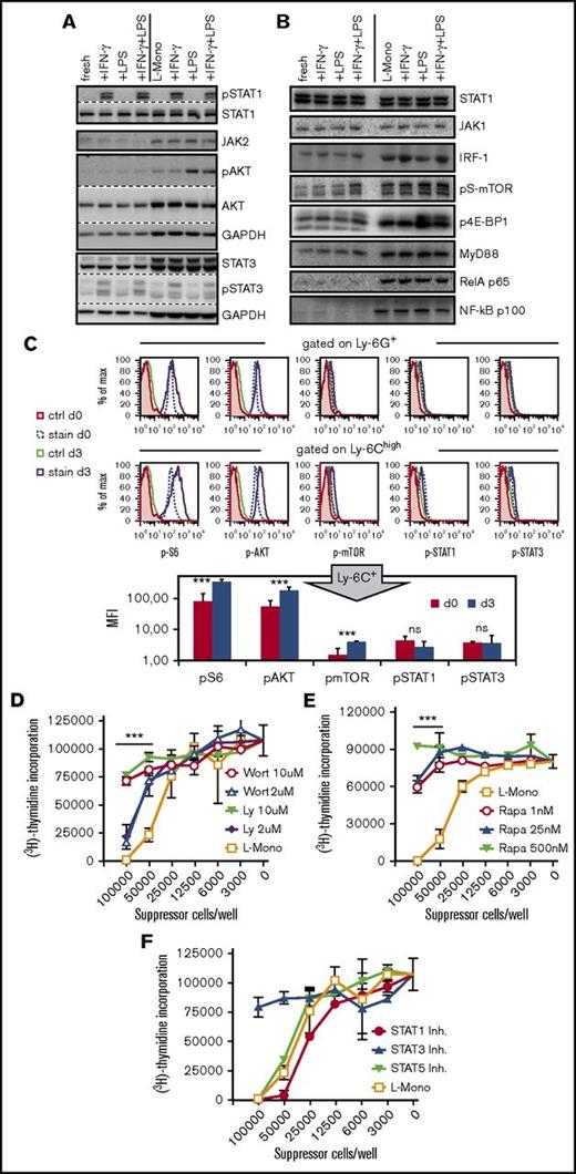 Figure 3. Functionally relevant signaling intermediates contributing to GM-CSF licensing include PI3K, pAKT, pmTOR, pS6, and p4E-BP1. (A-B) Western blot analyses for the indicated markers of whole cell lysates from fresh BM cells or L-Mono optionally treated with IFN-γ, LPS, or IFN-γ/LPS for 1 hour. p, phosphorylated forms of the indicated marker (for quantification and statistics, see supplemental Figure 3). (C) Expression of the indicated phosphorylated markers in Ly-6G+ granulocytes and Ly-6Chigh monocytes from fresh BM or 3-day GM-CSF cultured BM cells analyzed by FACS. Example of 2 independent experiments each with BM from 2 mice, n = 4 or 5. (D-E) Suppression of T-cell proliferation by murine L-Mono generated from days 0 through 3 in the presence of the PI3K inhibitors Wortmannin or Ly294002, or the mTOR inhibitor rapamycin at the indicated concentrations. One representative of 3 (D) or 2 (E) independent experiments is shown. Statistics by comparison of treated vs L-Mono cells with 10 µM inhibitors. (F) Murine BM cells cultured in GM-CSF in the presence of the different STAT inhibitors (inh.) were titrated into CD3/CD28 stimulated T cells for proliferation. Data represent means ± SD of 2 independent experiments. All statistics by unpaired Student t test by comparing STAT3 treatment to the untreated controls (L-Mono) ***P < .001.