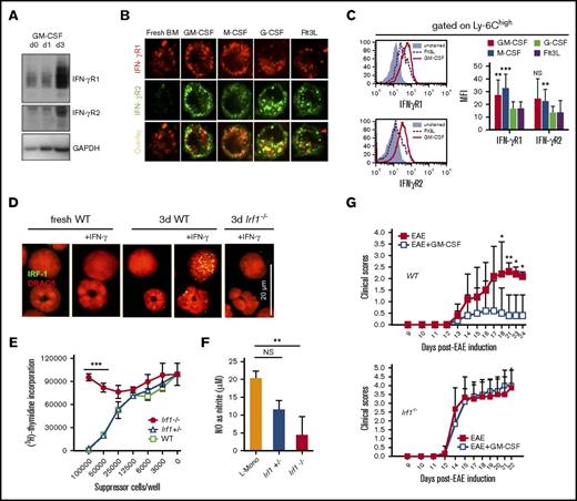 Figure 4. GM-CSF licensing induces IFN-γR1/R2 assembly on the cell surface and nuclear translocation of IRF-1 required for MDSC function. (A) Upregulation of IFN-γR1 and IFN-γR2 in western blots of whole cell extracts after 3 days. (B) Colocalization of IFN-γR1 and IFN-γR2 by confocal microscopy in BM cells cultured for 3 days with the indicated cytokines (n = 4). Original magnification ×400. (C) Exemplified cell surface expression of IFN-γR1 and IFN-γR2 of Ly-6Chigh monocytes by FACS analysis after BM cell culture for 3 days with the indicated cytokines; bar graphs for statistical evaluation of MFI values (n = 5). (D) Confocal microscopy analysis of IRF-1 nuclear translocation in fresh or WT or Irf1−/− L-Mono cells stimulated or not with IFN-γ for 1 hour (n = 3). Note that granulocytic cells do not upregulate IRF-1 (lower cell in each panel). (E) Suppressor capacity of L-Mono from WT, Irf-1+/−, or Irf-1−/− mice. Representative of 3 separate experiments. Statistics using 1-way ANOVA, with Tukey posttest. ***P < .001. (F) NO production by L-Mono of the indicated mouse strains after overnight stimulation with LPS/IFN-γ or cytokines (n = 2 from duplicates, unpaired Student t test for each comparison). **P < .01. (G) Clinical autoimmune symptoms in the EAE model with or without 15 daily GM-CSF injections (day 10 to day 5 of EAE) in WT or Irf1−/− mice. Representative of 3 separate experiments. Two-way ANOVA with Bonferroni posttest. *P < .05, **P < .01.