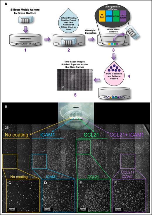 Figure 4. The effects of CCL21 and ICAM1 on cell morphology are confined to functionalized areas along the substrate. (A) Experimental layout: silicon molds containing 4 separate, bottomless chambers were placed on a 35-mm glass-bottomed dish (A1). Different coating solutions were placed in each chamber to form separate strips containing no coating, ICAM1 coating, CCL21 coating, and CCL21+ICAM1 coating on the glass surface (A2). After overnight incubation, the coating solutions and silicon molds were removed (A3), and the surfaces were thoroughly rinsed. OT-II T cells were then cocultured with ovalbumin-loaded DCs (A4) and imaged by phase-contrast microscopy (supplemental Figure 2; supplemental Video 4). (B) A stitched image of the surface with cultured T cells, taken at 36 hours, in which each area is marked underneath the horizontal lines: no coating is marked in yellow, ICAM1 in blue, CCL21 in green, and CCL21+ICAM1 in purple. Magnified single fields are shown for each area (C-F). T cells are found mainly within the coated areas, which display a higher cell density (D-F) compared with that of the uncoated area (C). The induction of large clusters by CCL21 coating (B,E) and the cell spreading and culture flattening induced by ICAM1 (B,D,F) are confined to the coated area and do not affect the morphology of T cells in other areas that share the same original cell pool and culture medium. Scale bars, 500 μm.