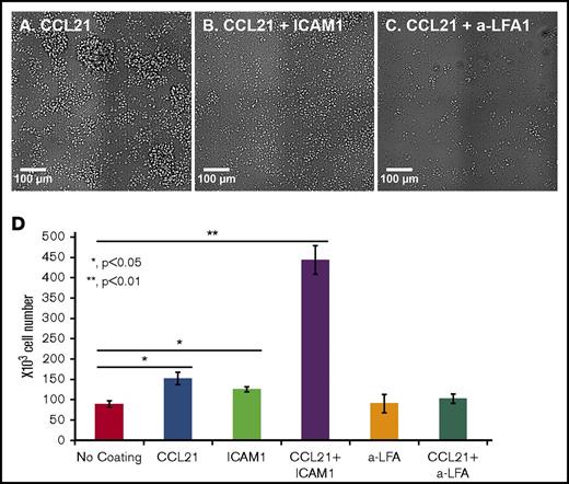 Figure 6. Increased cell expansion on CCL21+ICAM1-coated surfaces depends on ICAM1-LFA1 signaling. (A-C) Representative images of OT-II T cells activated for 24 hours with antigen-loaded DCs and reseeded for an additional 48 hours on different surface coatings, with or without an immobilized blocking antibody against LFA1. The degree of cell spreading was similar when CCL21 (A) was combined with either ICAM1 (B) or blocking antibody against LFA1 (C). Scale bars, 100 μm. (D) Bar graph illustrating the number of live cells, measured using a metabolic cell viability assay (data are representative of at least 3 independent experiments with 3 to 4 replicates; error bars represent standard error of the mean). Number of T cells seeded per well: 150 × 103. Despite similar degrees of cell spreading and attachment to the surface through the LFA1 T-cell receptor, there were 4.5 times more live cells when CCL21 coating was combined with ICAM1 than when combined with the anti-LFA1 blocking antibody, indicating that the effect on expansion required actual ICAM1-LFA1 signaling and could not be replaced by the immobilized anti-LFA antibody. Calculated P values (using t test) are as indicated in the figure.