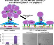 Graphical abstract for: Substrate-bound CCL21 and ICAM1 combined with soluble IL-6 collectively augment the expansion of antigen-specific murine CD4<sup>+</sup> T cells;