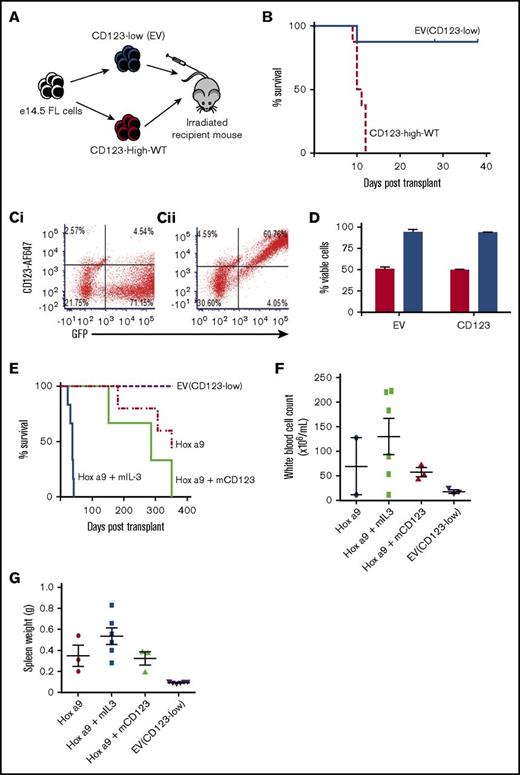 Figure 2. Overexpression of CD123 prevents FL engraftment. (A) Experimental design of engraftment studies: 3 × 106 CD45.1 e14.5 murine FL cells transduced to express either low CD123 (EV) or overexpress CD123 (CD123-high-WT) were transplanted into lethally irradiated recipient mice. (B) Survival of mice engrafted with CD123-low cells (n = 8) or CD123-high-WT cells (n = 8). Mean survival of CD123-high-WT was 10.75 ± 1.16 days; CD123-low mice were humanely euthanized at 6 weeks after engraftment. Solid lines/bars, CD123-low (EV); hashed lines/bars, CD123-high-WT. (C) Flow cytometric analysis for GFP and CD123 expression on input cells injected into mice for engraftment studies (i) CD123-low (EV) and (ii) CD123-high-WT. (D) Viability of murine FL cells transduced to express CD123-low (EV) or CD123-high-WT assessed using Fixable Viability Stain 780 (FVS 780). Red bars, total cell population; blue bars, GFP +ve (transduced) cells only. The average of 3 experiments with the standard error is indicated. (E) Survival of mice engrafted with EV (purple hashed line; n = 6), HoxA9-transduced cells alone (dotted and dashed red line; n = 5), HoxA9 + high CD123 (solid light green line; n = 3), or HoxA9 + IL-3 (solid blue line; n = 6). White blood cell count (F) and spleen weight (G) for mice engrafted with EV, HoxA9-transduced cells alone, HoxA9 + high CD123, or HoxA9 + IL-3 at time of analysis as in panel E.