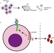 Graphical abstract for: High CD123 levels enhance proliferation in response to IL-3, but reduce chemotaxis by downregulating CXCR4 expression;