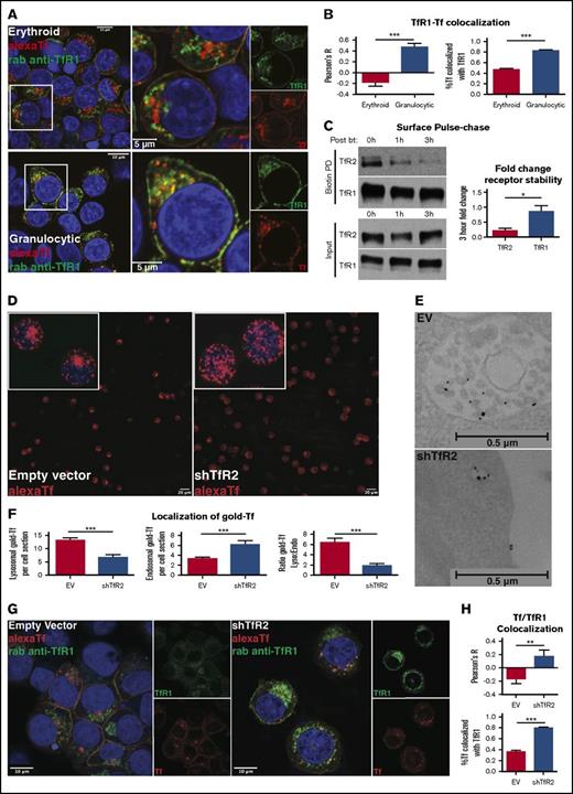 Figure 2. TfR2 is required for the lysosomal trafficking of transferrin. (A) Fluorescence microscopy for colocalization of Alexa Fluor 594-transferrin with TfR1 in erythroid progenitors (top left: confocal image with 63× oil objective; top right: inset of image depicting higher magnification) and granulocytic progenitors (bottom left: confocal image with 63× oil objective; bottom right: inset of image depicting higher magnification). Yellow denotes merge between separate red and green channels. (B) Colocalization of Alexa Fluor 594-transferrin and TfR1, as measured by Pearson’s correlation coefficient (left) and percentage of Alexa Fluor 594-transferrin+ vesicles co-occupied by TfR1 (right) (number of cells analyzed = 27-58 per group; ***P < .001). (C) Immunoblot of surface-biotinylated proteins from progenitors in erythroid medium with diferric transferrin, with indicated duration of culture in hours postbiotinylation (left). Densitometry for TfR2 vs TfR1 fold decline over the course of 3 hours postbiotinylation (right) (n = 4; *P < .05). (D) Fluorescence microscopy of human erythroid progenitors transduced with lentiviral shRNA constructs and subjected to Alexa Fluor 594-transferrin uptake (confocal image with 10× objective, insets with 63× objective). (E) Transmission electron microscopy of erythroid progenitors transduced with lentiviral shRNA constructs and subjected to 10 nm gold-conjugated transferrin uptake highlighting MVB/lysosomal accumulation (top) and endosomal accumulation (bottom) of transferrin particles. (F) Summary of transmission electron microscopy studies as in panel E showing the number of lysosomal transferrin particles per cell section with indicated lentiviral shRNA transduction (left); number of endosomal transferrin particles per cell section with indicated lentiviral shRNA transduction (middle); and ratio of lysosomal to endosomal localization of transferrin (right) (number of cells counted = 44-45 per group; ***P < .001). (G) Fluorescence microscopy for colocalization of Alexa Fluor 594-transferrin with TfR1 in erythroid progenitors transduced with lentiviral shRNA constructs (confocal image with 63× oil objective). Yellow denotes merge between separate red and green channels. (H) Colocalization of Alexa Fluor 594-transferrin and TfR1 as measured by Pearson’s correlation coefficient (top) and percentage of Alexa Fluor 594-transferrin+ vesicles co-occupied by TfR1 (bottom) (number of cells analyzed = 12-23 per group; **P < .01, ***P < .001).