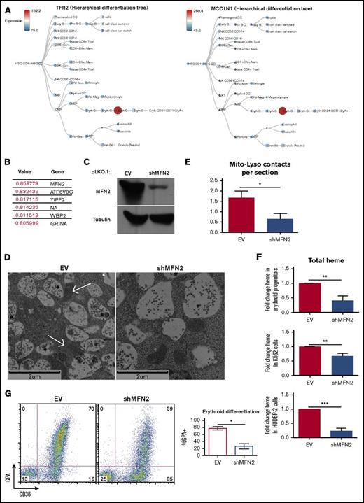 Figure 6. Mitofusin-2 mediates mitochondria-lysosomal membrane contacts and is required for erythropoiesis. (A) BloodSpot expression profiles for TFR2 and MCOLN1, using DMAP dataset. (B) BloodSpot expression correlation analysis from DMAP dataset listing expression correlation coefficients for the most correlated genes to MCOLN1. (C) Immunoblot documentation of Mitofusin-2 knockdown in erythroid progenitors transduced with lentiviral shRNA constructs. (D) Transmission electron microscopy of erythroid progenitors transduced with lentiviral shRNA constructs (arrows denote mitochondria in direct contact with MVB/lysosomes). (E) Ultrastructural quantitation of mitochondria-MVB/lysosome membrane contacts in transduced erythroid progenitors as in (D) (total cells counted = 15 per group; *P < .05. (F) Total heme content in erythroid progenitors (top), K562 cells (middle), and HUDEP-2 cells (bottom) transduced with lentiviral shRNA constructs (top) (n = 4 per group; **P < .01, ***P < .001). (G) Flow cytometry (left) of progenitors transduced as in (D) and cultured 4 days in erythroid medium; summary of flow cytometry experiments on transduced progenitors (right) (n = 3; *P < .05).