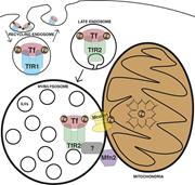 Graphical abstract for: A specialized pathway for erythroid iron delivery through lysosomal trafficking of transferrin receptor 2;
