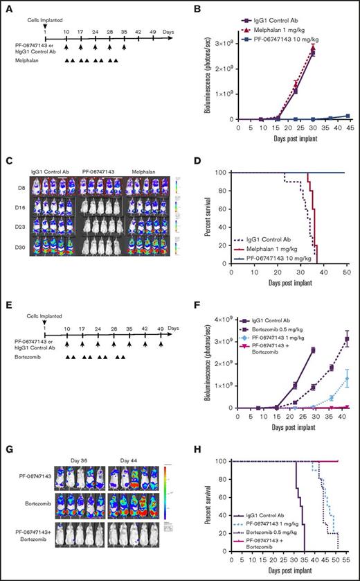 Figure 4. PF-06747143 greatly reduces BM tumor burden as a monotherapy and in combination with SOCs in a disseminated MM model. OPM-2-Luc MM cells were implanted IV (5 × 106 cells) and allowed to spontaneously migrate and home in the BM for 8 days, when animals were randomized based on luciferase activity detected in the large bones (n = 10 per group). Animals showing hind leg paralysis were euthanized, and this was the survival end point of the study. (A) Treatment schematic representation. Animals were treated with 10 mg/kg of IgG1 control and PF-06747143 Ab’s, subcutaneously, weekly, for 5 doses. Melphalan was dosed 1 mg/kg, intraperitoneally (IP), twice a week, for a total of 4 cycles. (B) Tumor burden was determined by bioluminescence imaging and quantification. Data points represent the mean bioluminescence ± SEM. (C) Whole body bioluminescence representative imaging showing tumor burden in n = 5 mice per group over time. (D) Kaplan-Meier survival curve. (E) Treatment schematic representation. Animals were treated with 1 mg/kg of IgG1 control and PF-06747143 Ab’s, subcutaneously, weekly, for a total of 7 doses. Bortezomib was dosed at 0.5 mg/kg, administered IP, 2 times per week, for a total of 4 cycles. (F) Tumor burden was determined by bioluminescence imaging quantification. Data points represent the mean bioluminescence ± SEM. (G) Whole body bioluminescence representative images showing tumor burden in n = 5 mice per group over time. (H) Kaplan-Meier survival curve.
