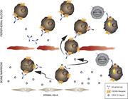 Graphical abstract for: A novel CXCR4 antagonist IgG1 antibody (PF-06747143) for the treatment of hematologic malignancies;