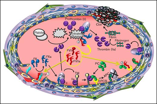 Figure 5. The relevance of FVIIa and EPCR interaction to the hemostatic effect of rFVIIa in hemophilia therapy. When high concentrations of rFVIIa were administered to hemophilia patients with inhibitors, rFVIIa, along with plasma zymogen FVII, binds to tissue factor (TF) at the injury site (1). The formation of the TF-FVIIa complex initiates the activation of FX to FXa and also FIX to FIXa. Once traces of FXa are generated, tissue factor pathway inhibitor (TFPI) binds FXa and TFPI-FXa forms a quaternary complex with TF-FVIIa, inhibiting further activation of FX by TF-FVIIa (not shown). The initial FXa generated by TF-FVIIa also associates with factor Va (FVa) on the endothelial cell surface to form the prothrombinase complex, which activates prothrombin (FII) to thrombin. The resultant thrombin promotes the activation of protein C bound to the EPCR on the endothelium and also activates platelets. EPCR-mediated APC generation inactivates FVa and blocks further thrombin generation by the prothrombinase complex on the endothelium. However, rFVIIa, when present at high concentrations, can activate FX to FXa on the surface of thrombin-activated platelets, independent of TF (2). FXa generated by FVIIa on activated platelets forms appreciable levels of the prothrombinase complex that could lead to thrombin burst capable of restoring hemostasis in hemophilia patients. rFVIIa, in addition to activating FX, also displaces protein C from EPCR by directly competing with protein C to bind to the EPCR (3). FVIIa displacement of protein C from the EPCR reduces APC generation. Reduced APC levels would diminish the extent of FVa inactivation by APC, which would lead to sustained thrombin generation on the endothelium. This, in addition to rFVIIa directly activating FX, contributes to rFVIIa hemostatic effect in hemophilia therapy.