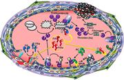 Graphical abstract for: Factor VIIa interaction with EPCR modulates the hemostatic effect of rFVIIa in hemophilia therapy: mode of its action;