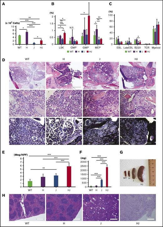Figure 2. Hmga2 expression augments BM cells and HSCs with enhancing extramedullary hematopoiesis in JAK2V617F-induced MPN. (A) The total nuclear cell numbers from the ground right femur (×107). N = 3 for each. (B) The ratio of each fraction in BM by fluorescence-activated cell sorter (FACS; percentage in all gated cells) is shown. N = 5 for WT, 5 H, 4 J, and 3 HJ mice. (C) Ratios of differentiated cells in BM (percentage in all gated cells). N = 3 for each genotype. (D) Sternal BM histology. Hematoxylin and eosin (top and middle) and silver (bottom) stains. Scale bars indicate 500 μm (top; original magnification ×40) and 50 µm (middle and bottom; original magnification ×1000). (E) Mean megakaryocyte counts in high-powered field (Meg/HPF; ×400). Mean of 5 fields are shown in each genotype. (F) Spleen weight (N = 4, each genotype). (G) Representative picture of the spleens from the littermates. (H) Histology of spleens (hematoxylin and eosin stain). Scale bars indicate 500 µm (original magnification ×40). (A-C, E-F) Bars show the means ± SEM. *P < .05; **P < .01; ***P < .001 (Tukey-HSD test). B220, B220+ B cell; CMP, common myeloid progenitor cell; EBL, CD71+Ter119+ erythroblast; GMP, granulocyte-macrophage progenitor cell; H, ΔHmga2; HJ, ∆Hmga2/JAK2V617F; J, JAK2V617F; LateEBL/Ret, CD71+Ter119dim late erythroblast/reticulocyte; MEP, megakaryocyte-erythroid progenitor cell; Myeloid, Gr-1+ myeloid cell; N.S., not significant; T, TCR+ T cell.