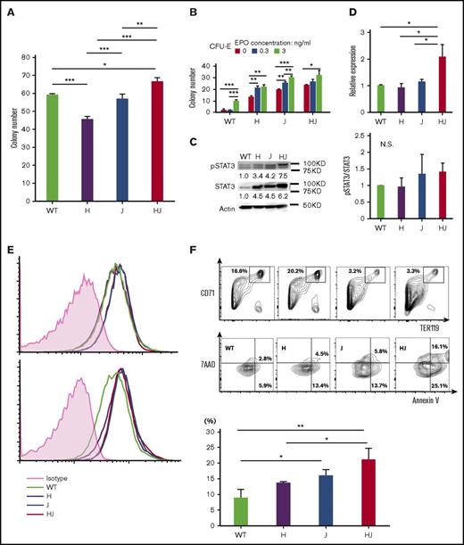 Figure 3. Stat3 activation and apoptotic erythroblasts in ΔHmga2/JAK2V617F mice. (A) Myeloid colonies from 1 × 104 BM MNCs (N = 3 for each genotype, means ± SEM). *P < .05; **P < .01; ***P < .001 (Tukey-HSD tests). (B) Numbers of CFU-E colonies (means ± SEM) from 1 × 105 of BM MNCs (N = 3 for each genotype). *P < .05; **P < .01; ***P < .001 (Tukey-HSD tests). The P values calculated by ANOVA were <.01 for both EPO concentrations and mouse transgenes. (C) Western blotting of Stat3 and pStat3 in BM MNCs without cytokine stimulation in each tg mouse. Left panel, A representative result; right panel, mean pSTAT3/STAT3 concentration (from 2 independent experiments) relative to WT. (D) Stat3 mRNA in BM MNCs by qRT-PCR (means ± SEM; N = 3 for each). *P < .05 (Tukey-HSD test). (E) FACS for pStat3 in BM MNCs incubated in the absence (top) and presence (bottom) of IL-3. The horizontal and vertical axes, respectively, indicate the brightness of pStat3 and the cell counts. (F) FACS for apoptosis of CD71+Ter119+ erythroblasts by Annexin V/7-Aminoactinomycin D (7AAD) staining. Top panel, A representative result; bottom panel, mean ratio of Annexin V+/7AAD− apoptotic erythroblasts from 3 independent experiments. *P < .05; **P < .01; ***P < .001 (Tukey-HSD tests). (A-F) H, ΔHmga2; J, JAK2V617F; HJ, ΔHmga2/JAK2V617F.