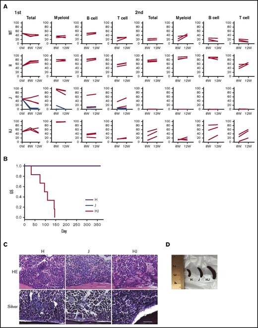 Figure 4. Hmga2 expression promotes the repopulating ability and phenotypic reconstitution of JAK2V617F-induced MPN. (A) Competitive repopulations (N = 3-7). Ly5.2+ H, J, or HJ BM cells with competitor Ly5.1+ WT BM cells at the ratio of 1:1 were injected into lethally irradiated Ly5.1+ mice. The ratios (percentage; vertical axis) of Ly5.2+ cells in lineages at the indicated time points (horizontal axis) after the first (left) and second (right) BMT are shown. BM cells collected 12 weeks after first BMT were injected for recipients of the secondary BMT. Among J (JAK2V617F) mice (N = 7), BM cells from mice that achieved engraftment at the first BMT (red lines, N = 3) were exclusively referred to the second BMT. (B) Kaplan-Meier survival curves, (C) sternal BM histology, and (D) representative picture of the spleens of recipient mice at 12 weeks after the BMT, in BMT from the indicated transgenic mice without competitors (N = 6 for each). (B) P values were calculated by a log-rank test. (C) Hematoxylin-eosin (HE) and silver stains are shown (original magnification ×400). Scale bars indicate 50 µm. H, ΔHmga2; J, JAK2V617F; HJ, ∆Hmga2/JAK2V617F.