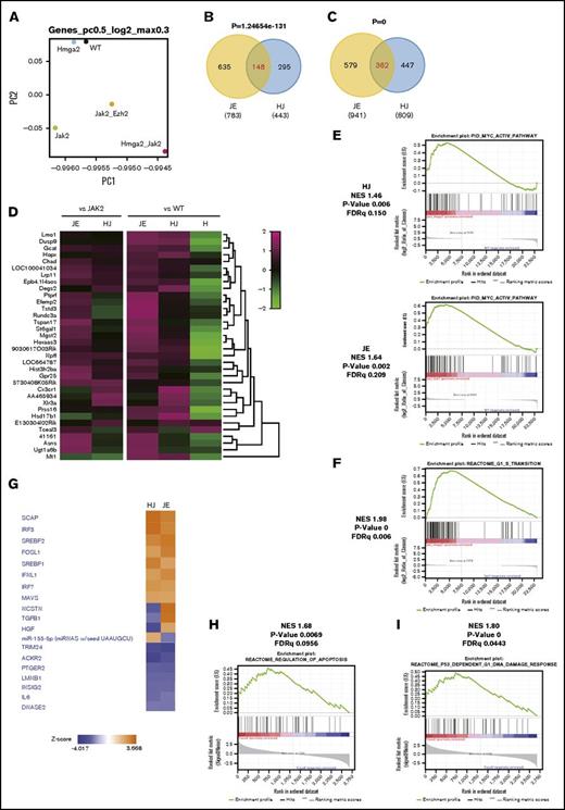 Figure 5. Hmga2 overexpression alters transcription of genes including the targets of Ezh2. (A) A Principal component (PC) analysis based on total gene expression in LSK cells (LSKs) isolated from WT, H, J, HJ, or JE recipient mice (5 for each and mixed for RNA-seq) 4 weeks after tamoxifen injection. (B) Venn diagrams showing upregulated genes between HJ and JE LSKs relative to J. (C) Venn diagrams showing upregulated genes between HJ and JE LSK cells relative to WT. (D) Heatmaps showing the expression of representative genes upregulated in panels B and C. (E) MYC pathway enriched in HJ (top) and JE (bottom) compared with WT. This pathway was not enriched in J (FDR = 0.389). (F) Enrichment plot of G1-S transition (HJ vs J), which represents frequent upregulations of gene sets associated with cell cycle and metabolism in ΔHmga2/JAK2V617F LSKs (shown in supplemental Tables 3 and 4). (G) Signal activation/inactivation in HJ and JE mice relative to J shown by an upstream analysis. Pathways with z score > |2| in both HJ and JE are shown. (H) CD71+Ter119+ erythroblasts sorted from BM of 12-week-old WT, H, J, and HJ mice (3 for each) were mixed for RNA-seq. Enrichment of gene sets for regulation of apoptosis (HJ vs J) is shown. (I) GSEA of RNA-seq data for p53-dependent G1 DNA damage response pathway in erythroblasts (HJ vs J). H, ΔHmga2; J, JAK2V617F; HJ, ΔHmga2/JAK2V617F; JE, JAK2V617F/Ezh2Δ/Δ; NES, normalized enrichment score.