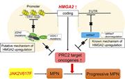 Graphical abstract for: Hmga2 collaborates with <em>JAK2</em>V617F in the development of myeloproliferative neoplasms;