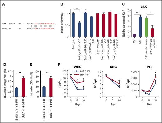Figure 3. Bak1 is a target of miR-26a for its myeloprotection from chemotherapeutic agent. (A) Putative miR-26a target site in the 3′UTR of mouse Bak1. Red characters denote the sites with highly probable preferential conservation between mammals. (B) Relative luciferase activity of reporter constructs containing the wild-type or mutant (mut) 3′UTR of mouse Bak1 in HEK293 cells cotransfected with either miR-26a precursor transducing lentivirus (miR-26a OE), miR-26a tough-decoy inhibitor transducing virus (miR-26a TuD) inhibitor, or negative control (ctrl). Data (mean ± SD) were pooled from 2 experiments. (C) Relative expression level of Bak1 messenger RNA in LSK population 5 days after 5-FU treatment. Data (mean ± SD) were pooled from 2 experiments involving a total of 6 mice per group. (D) Targeted mutation of the Bak1 gene increased survival of LSK in BM at day 5 after 5-FU 150 mg/kg treatments. Data (mean ± SD) shown are percentages of LSK in BM (n = 3 for Bak1+/+ mice and n = 4 for Bak1−/− mice). (E) Percent survival of Bak1+/+ and Bak1−/− LSK in BM. Data (mean ± SD) shown are percentages of LSK, after normalization using means of LSK percentages from BM of 2 untreated Bak1+/+ and Bak1−/− mice as 100%. (F) The numbers of WBCs, red blood cells (RBCs), and platelets (PLTs) 10 days after 5-FU 150 mg/kg treatments between Bak1−/− mice and wild-type mice. Data (mean ± SD) were pooled from 2 experiments involving a total of 7 mice per group. *P < .05, **P < .01. Error bars indicate SD.