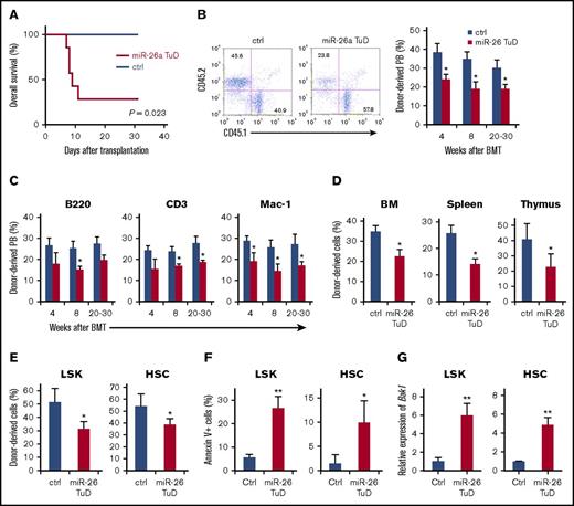 Figure 4. miR-26a plays an essential role in hematopoietic reconstitution after BMT. BM cells (5 × 105) transduced with miR-26a TuD inhibitor (miR-26 TuD) or control (ctrl) were transplanted into lethally irradiated congenic recipients. (A) Data shown are percent survival of recipients after BMT. Data were pooled from 2 experiments involving a total of 7 mice per group. (B) BM cells (CD45.2) transduced with ctrl or miR-26a TuD inhibitor (miR-26 TuD) were harvested and mixed with equal number of recipient-type BM cells (CD45.1) before transplantation into lethally irradiated congenic recipients (CD45.1). Representative plots of recipient peripheral blood (PB) leukocytes for ctrl or miR-26a TuD cells at 8 weeks after BMT (left). Reconstitution ratio of ctrl or miR-26a TuD donor cells in the recipients’ PB at 4, 8, and 20 to 30 weeks after transplantation (right). Data (mean ± SD) were pooled from 2 experiments involving a total of 10 mice per group. (C) Reconstitution ratio of ctrl or miR-26a TuD donor cells in the recipients’ PB B220+, CD3+, and Mac-1+ populations at 4, 8, and 20 to 30 weeks after BMT. Data (mean ± SD) were pooled from 2 experiments involving a total of 10 mice per group. (D) Reconstitution ratio of ctrl or miR-26 TuD donor cells in the BM, spleen, and thymus of recipients at 20 to 30 weeks after transplantation. Data (mean ± SD) were pooled from 2 experiments involving a total of 10 mice per group. (E) Reconstitution ratio of ctrl or miR-26a TuD donor cells in the LSK and HSC populations of the recipients’ BM at 20 to 30 weeks after BMT. Data (mean ± SD) were pooled from 2 experiments involving a total of 10 mice per group. (F) The percentages of annexin V+ in donor-derived LSK and HSC populations 5 days after BMT. Data (mean ± SD) were pooled from 2 experiments involving a total of 6 mice per group. (G) Relative expression level of Bak1 messenger RNA in donor-derived LSK and HSC populations. Data (mean ± SD) were pooled from 2 experiments involving a total of 6 mice per group. *P < .05, **P < .01. Error bars indicate SD.
