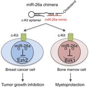 Graphical abstract for: An aptamer-based targeted delivery of miR-26a protects mice against chemotherapy toxicity while suppressing tumor growth;
