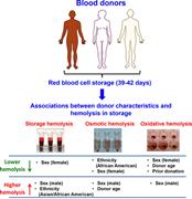 Graphical abstract for: Ethnicity, sex, and age are determinants of red blood cell storage and stress hemolysis: results of the REDS-III RBC-Omics study;