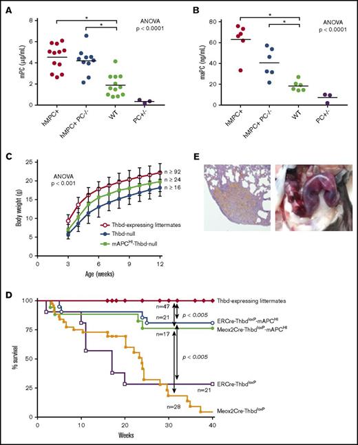 Figure 5. Genetic supplementation of APC by PC transgene expression. (A-B) The D168F/N173K protein C transgene (mAPCHI) increased plasma levels of PC (A) and activated PC (B) as measured in mice with normal Thbd gene expression. To assess the expression of the mAPCHI transgene in the absence of endogenous aPC, PC-deficient mice with and without the transgene were added as additional experimental groups. Transgene-derived D168F/N173K PC expression was determined in APCHI mice lacking endogenous PC (PC−/−). Heterozygous PC-deficient mice (PC+/−) were included as controls. (C) The transgene partially restored the body weight of Thbd-null mice (for each time point: Thbd-null, n ≥ 24; mAPCHI Thbd-null, n ≥ 16; Thbd-expressing littermates, n ≥ 92). (D) D168F/N173K PC supplementation reduced mortality of tamoxifen-induced ERCre-ThbdloxP mice as well as of constitutively Thbd-deficient Meox2Cre-Thbd-null mice. (E) Pregnant Thbd-null mAPCHI mice showed pregnancy-induced bleeding, as shown by hemosiderin depositions in the lungs (left; original magnification ×4, hematoxylin and eosin stain) and hemorrhage in the uterus (right).