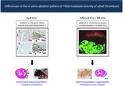 Graphical abstract for: Variable phenotypic penetrance of thrombosis in adult mice after tissue-selective and temporally controlled Thbd gene inactivation;