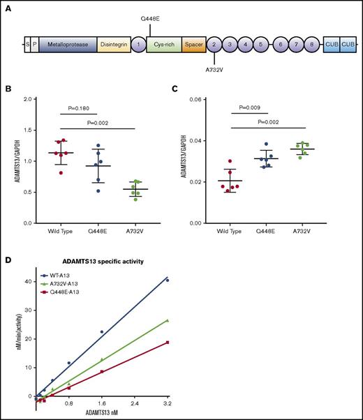 Figure 2. Functional tests of ADAMTS13 variant expression secretion and activity. (A) Cell lines expressing wild-type, Q448E, and A732V ADAMTS13 were generated by using an FLP-recombinase system in 293 cells. Q448E is rs2301612 and A732V is rs41314453. (B-C) Concentrations of ADAMTS13 in (B) conditioned media and (C) cell lysate were measured by using AlphaLISA and adjusted by cell lysate glyceraldehyde-3-phosphate dehydrogenase levels to account for variations in cell number. Mean and standard deviations are plotted as well as individual values. (D) Recombinant enzyme-specific activity was measured with FRETS-VWF73 substrate. Differences in group levels were determined by the Mann Whitney U test. 1-8, thrombospondin type 1 repeats; CUB, C1r-C1s urinary epidermal growth factor bone morphogenetic protein domains; Cys-rich, cysteine-rich domain; P, propeptide; S, signal peptide.