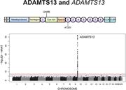 Graphical abstract for: Genetic variants in <em>ADAMTS13</em> as well as smoking are major determinants of plasma ADAMTS13 levels;