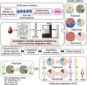 Graphical abstract for: Clonality of HTLV-1–infected T cells as a risk indicator for development and progression of adult T-cell leukemia;