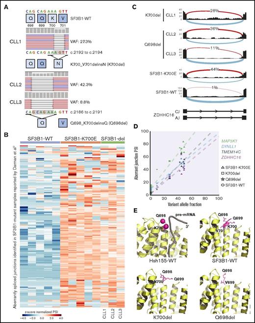 Figure 1. Novel SF3B1 in-frame deletions found in CLL patients result in aberrant splicing. (A) DNA sequencing reads from 3 CLL patients are aligned to show SF3B1 in-frame deletions: CLL1, p.K700_V701delinsN (p.K700del); CLL2 and CLL3, p.Q698_K700delinsQ (p.Q698del). The schematic below shows the 3 nt and 6 nt deletions resulting in replacement of K700 and V701 with N and of Q698, Q699, and K700 with Q, respectively. The deletion is highlighted in a gray box. (B) Heat map representing z score normalized percent spliced in (PSI) of aberrant junctions previously identified in SF3B1-mutant CLL patient samples (n = 194). Sample columns are grouped into SF3B1 variants: SF3B1 wild type (WT; n = 5), SF3B1 p.K700E (n = 5), and SF3B1 deletion mutants (n = 3). (C) Sashimi plot showing aberrant 3′ ss usage (red) with respect to canonical splicing (light blue) of ZDHHC16 exons 9 to 10 in different CLL patient samples: K700del (CLL1), Q698del (CLL2 and CLL3), SF3B1 p.K700E, and SF3B1 WT. The aberrant junction PSI is given as a percentage in each condition. For SF3B1 p.K700E and SF3B1 WT, the average read density and PSI is plotted (n = 5, each). (D) Four SF3B1 hotspot-specific aberrant ss’s show linear correlation between mutation allele frequency (%) and ss usage (PSI). Colors for splicing markers: light green, MAP3K7; light blue, DYNLL1; gray, TMEM14C; purple, ZDHHC16. Shapes for SF3B1 mutation status: circle, WT; triangle, p.K700E; square, p.K700del; star, p.Q698del. (E) Homology model based on cryo-electron microscopy structure of Hsh155 (SF3B1 homolog in yeast) interacting with pre–messenger RNA (pre-mRNA) near the deletion site (K700 and Q698 represented as magenta spheres, PDB: 5GM6) and crystal structure of apo-SF3B1 (PDB: 5IFE) are shown in top panel. Homology modeling of SF3B1 in-frame deletions, K700del and Q698del, based on the crystal structure (PDB: 5IFE) are shown in the bottom panel. The affected amino acid side chains are represented in stick (magenta), rest of the protein (yellow), and pre-mRNA (gray) in illustration.