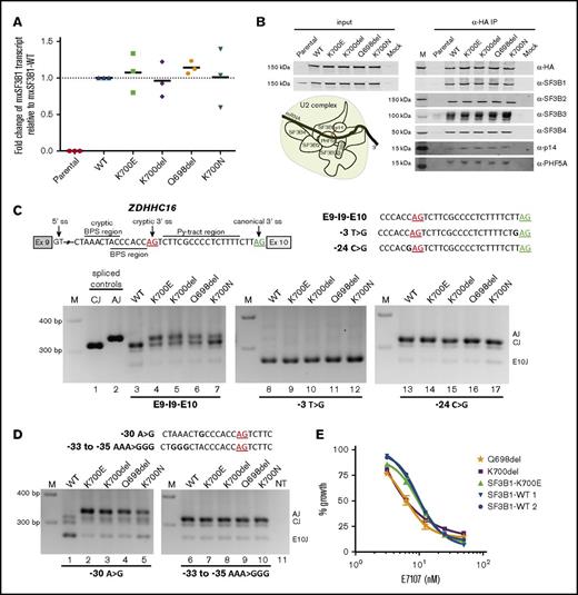 Figure 2. Expression and functional characterization of SF3B1 in-frame deletions. (A) Fold change of mxSF3B1 variant transcript relative to WT (calculated as 2−ΔΔCT) in HEK293FT cells transfected with mxSF3B1 WT, K700E, K700del, Q698del, and K700N complementary DNA constructs. Data are represented as mean ± standard error of the mean, n = 3. (B) Incorporation of SF3B1 variants in SF3b complex is shown through western blot analysis of 5 different complex partners after coimmunoprecipitation using α-HA beads. Input cell lysates are shown in the left panel, and the eluted IP samples are shown in the right panel. Schematic of SF3b in U2 complex is also shown with pre-mRNA branch site labeled as “A.” (C-D) Schematic of ZDHHC16 minigene labeled with ss’s is shown with cryptic AG (red) and canonical AG (green) underlined. Total RNA isolated from HEK293FT cotransfection of mxSF3B1 variants (WT, K700E, K700del, Q698del, K700N) with any of the 3 different ZDHHC16 minigenes (E9-I9-E10, −3T>G, −24C>G) (C) or with any of the 2 different ZDHHC16 minigenes (−30A>G, −33 to −35 AAA>GGG) (D) was used for reverse transcription PCR and visualized by ethidium-bromide stained 2.5% agarose gel. Sequences of different minigenes with specific mutations highlighted in bold are shown for respective gels. Spliced controls of canonical (CJ) and aberrant junction (AJ) are in lanes 1 and 2, marker is denoted as M, and nontransfected control is shown as NT. Spliced product for junction in exon 10 is shown as E10J. (E) Effects of splicing inhibitor E7107 treatment on viability of primary CLL patient cells (K700del, Q698del, SF3B1-K700E, SF3B1-WT 1, and SF3B1-WT 2) measured through MTS assay. E7107 concentration is plotted in log scale in the x-axis; % absorbance in the colorimetric assay is represented as % growth in the y-axis. Data are represented as mean ± standard deviation, n = 3.