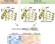 Graphical abstract for: Novel <em>SF3B1</em> in-frame deletions result in aberrant RNA splicing in CLL patients;