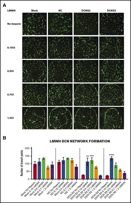 Figure 3. Treatment with all 4 concentrations of LMWH restored the network-formation abilities of DCN-reduced TIME cells. (A) Representative image of the networks stained with calcein-AM is shown for each concentration. Images were acquired using the Olympus BX53 fluorescence microscope and represent 10× magnification to obtain the whole field. (B) The network-formation potential of TIME cells after treatment with LMWH calculated by the Wimasis software. **P < .001, ***P < .0001, ****P < .00001 (all significant); n = 9; 1-way ANOVA. The y-axis represents the number of branch points.