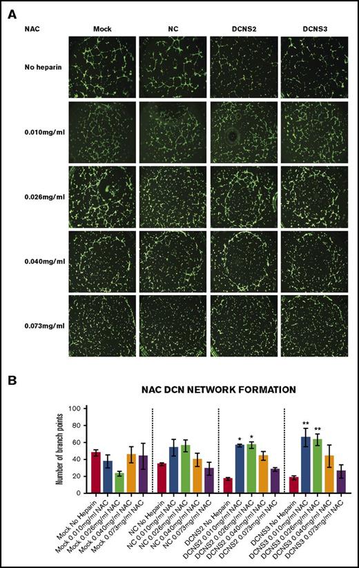 Figure 4. Treatment with all 4 concentrations of NAC restored the network-formation abilities of DCN-reduced TIME cells. (A) Representative image of the networks stained with calcein-AM is shown for each concentration. Images were acquired using the Olympus BX53 fluorescence microscope and represent 10× magnification to obtain the whole field. (B) Network formation of TIME cells after treatment with NAC calculated by the Wimasis software. *P < .05, **P < .001 (both significant); n = 9; 1-way ANOVA. The y-axis represents the number of branch points.
