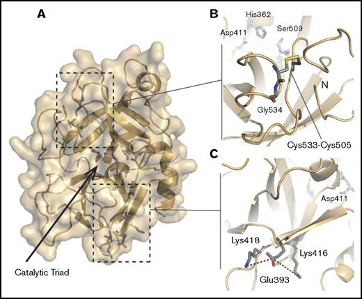 Figure 5. Structure of the HABP2 protein and locations of C533, E393, and the active site residues. The protein model of HABP2 was constructed using MODELER 9v7, with the crystal structure of the homologous hepatocyte growth factor activator (PDB code: 1YC0) as a template.109 (A) The active site of wild-type HABP2 contains a catalytic triad of 3 residues (E411, H362, and S509, shown in blue and red). (B) C533 forms a cysteine bridge with C505, adjacent to G534 (the site of the Marburg I polymorphism, G534E). These 3 residues are located on the same functionally important surface loop, near the active site residue S509 and the N terminus of the protease domain. The C533F mutation is predicted to break this cysteine bridge, destabilizing these interactions and presumably reducing protein activity. (C) E393 interacts with nearby lysine residues K416 and K418, located on the same β-strand as D411 (part of the catalytic triad). The Marburg II polymorphism (E393Q) is predicted to disrupt this interaction.