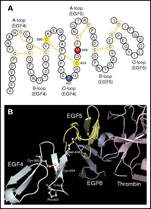 Figure 6. Characterization of the THBD P401L mutation. (A) Schematic representation of thrombomodulin epidermal growth factor-like domains 4 and 5 (EGF4, EGF5). The P401 (blue), M406 (red), and C390 and C404 (yellow) residues are highlighted. Disulfide bonds are shown by yellow lines. P401 is located in the C-loop of EGF4 at the turn of a β-hairpin motif, near a critical oxidation-sensitive M406 amino acid in the linker region between EGF4 and EGF5 essential for normal thrombomodulin function. The P401L mutation is predicted to disrupt the C-loop β-turn and destabilize a disulfide bond between C390 and C404. (B) Structure of thrombomodulin EGF-like domains 4, 5, and 6 in complex with thrombin.110 The crystal structure was downloaded from the RCSB PDB database and visualized by PyMOL (PBD ID: 1DX5). Amino acids of interest in the EGF4 C-loop are highlighted.