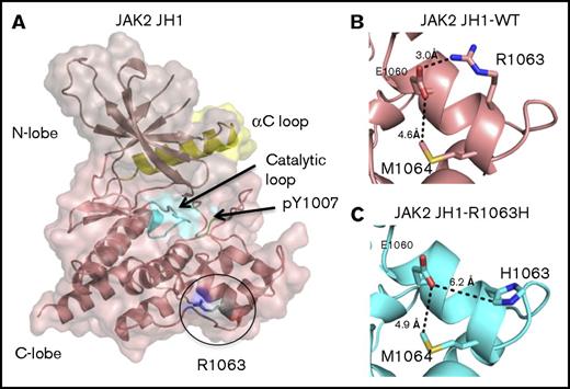 Figure 7. Projected changes in JAK2 protein due to R1063H. Models were created by homology modeling on the SWISS-MODEL server and visualized using PyMOL (PDB 2B7A). (A) The JAK2-JH1 domain, with the catalytic loop highlighted in cyan, the αC loop in yellow, and phosphotyrosines within the activation loop in green. (B) In the wild-type protein, R1063 forms a salt bridge with E1060, which is exposed on the surface of the JH1 domain. (C) In the R1063H mutant protein, substitution of the charged arginine to a polar histidine results in the loss of the native salt bridge with El 060.