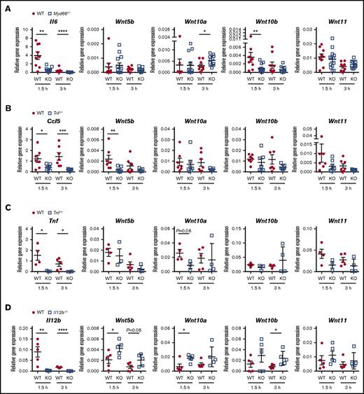Figure 5. Multimodal regulation of LPS-induced WNT ligand expression by innate immune signaling pathways and inflammatory cytokines. Gene expression was determined in spleen tissue of mice injected with LPS (2 mg/kg) for 1.5 and 3 h. Mice deficient in TLR signaling adaptor proteins (A) MYD88 or (B) TRIF were compared with wild-type (WT) controls at each time point by 2-tailed Mann-Whitney U test. Values for individual mice analyzed in 3 independent experiments are depicted, and mean ± standard error of the mean are indicated. Mice deficient in the inflammatory cytokines (C) TNF and (D) IL-12/IL-23p40 were compared with WT controls in 2 independent experiments. Gene expression for individual mice is depicted, and means ± standard error of the mean are indicated. Groups were compared by 2-tailed Student t test. *P < .05, **P < .01, ****P < .0001, n.s. not significant. KO, knockout.