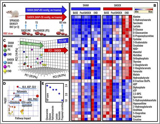 Figure 1. Metabolomics of RBCs in a rat model of HS. (A) A well-established rodent model of HS in Sprague-Dawley rats was used to investigate the effect of severe HS (MAP, <30 mm Hg; no trauma) on RBC metabolism at baseline (BASE), 15, or 60 minutes through shock (Post-Shock and END, respectively). Results were compared against sham controls (no trauma; MAP, >80 mm Hg). (B) Heat-map and hierarchical-clustering analysis of metabolites was performed (B; an extended and vectorial version is provided in supplemental Figure 1). (C) PLS-DA was performed, revealing that metabolic phenotypes could discriminate samples on the basis of grouping (sham vs shock, PC1; explaining 20.9% of the variance) and time-course progression (PC3, 26.9%), whereas PC2 mostly explained biological variability across rats (14.4%). (D) Metabolites informing hierarchical clustering analysis and PLS-DA discrimination (ie, metabolites with the highest loading weights from the analysis in panel C) were used to elaborate pathway analyses of HS RBCs. (E) The top 5 metabolites are ranked on the basis of VIP scores from the PLS-DA analysis. 2,3-BPG, 2,3-bisphosphoglyceric acid; ADP, adenosine 5′-diphosphate; BisPh, bisphosphoglycerate; Max, maximum; Min, minimum; TCA, tricarboxylic acid.